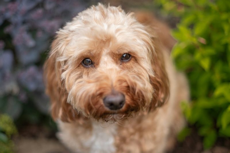 Perro mestizo de pelo rizado color canela mirando a cámara en un jardín