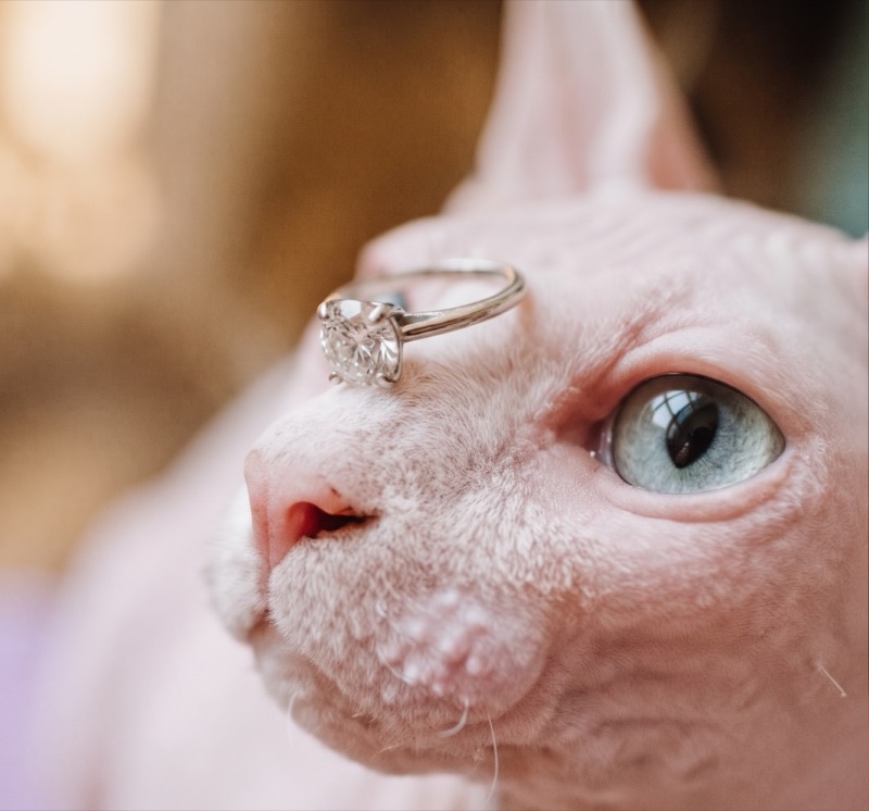 Gato esfinge con un anillo de compromiso apoyado sobre la nariz
