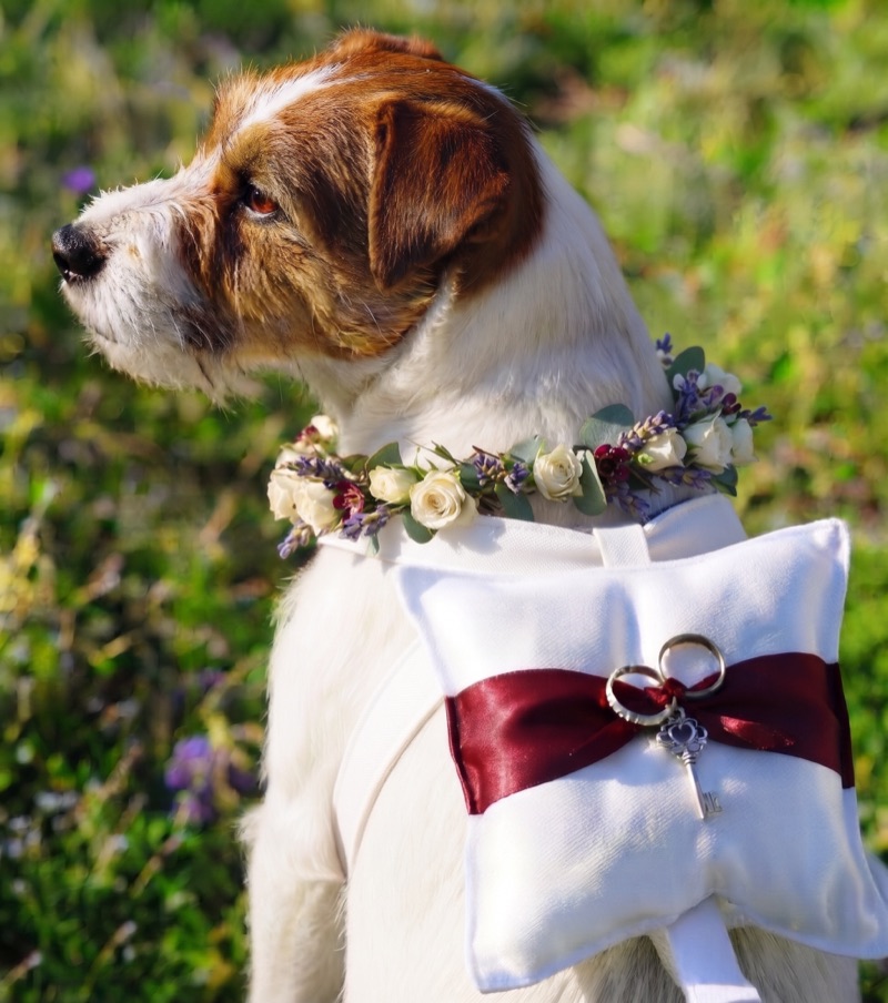 Jack russell con collar de flores llevando a la espalda un cojín portaanillos con lazo granate