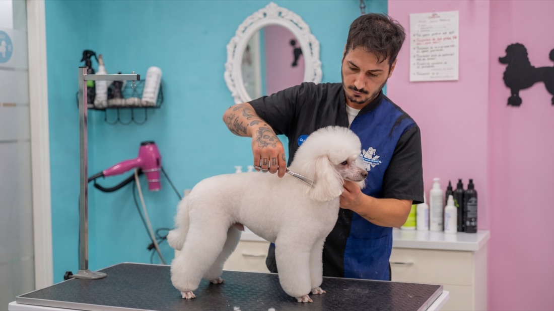 Marcos, peluquero canino de Aquazul, arreglando a tijera a un caniche blanco