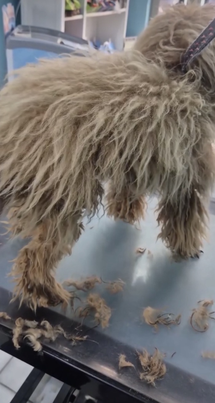Antes: caniche toy con el pelo muy enredado y apelmazado