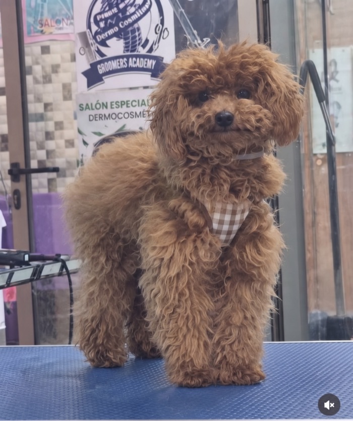 Antes: caniche toy rojo con el pelo largo y sin forma