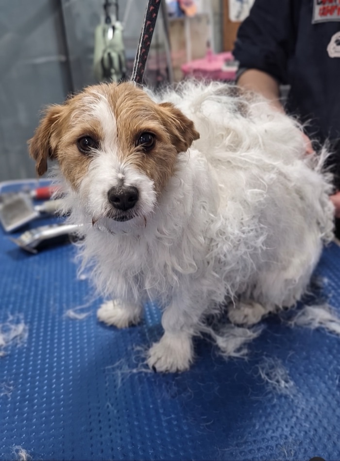Antes: Jack Russell terrier con el pelo largo y despeinado en la mesa de trabajo