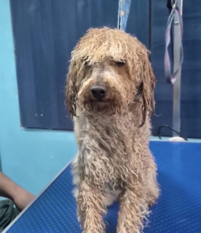 Antes: caniche color albaricoque con el pelo largo, mojado y despeinado en la mesa de trabajo