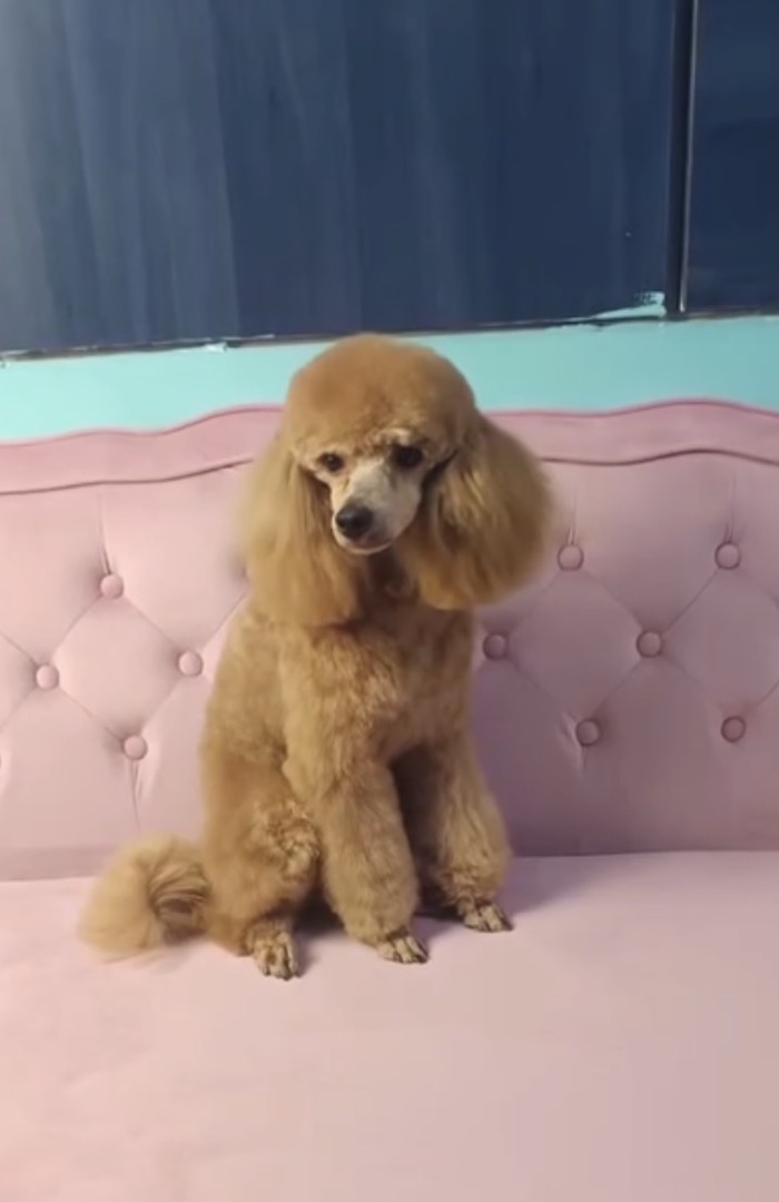 Después: caniche toy color albaricoque con corte de raza, sentado en el sofá rosa del salón
