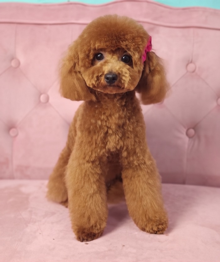 Después: caniche toy rojo con corte de raza y lazo, en el sofá rosa del salón