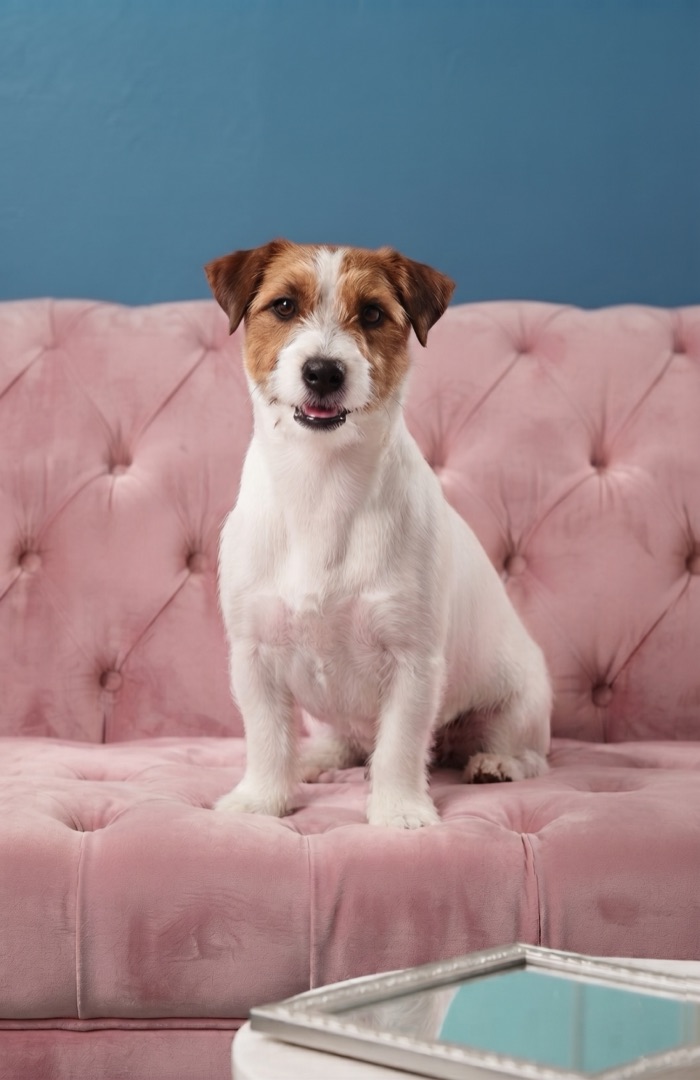 Jack Russell terrier de pelo duro recién arreglado