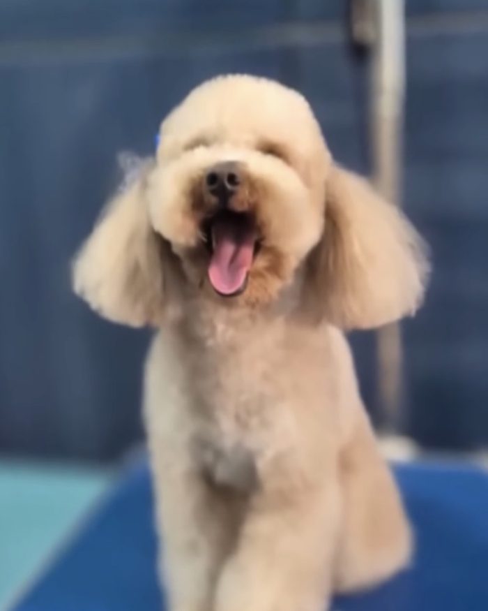 Después: caniche color albaricoque con corte de raza y orejas redondeadas, sacando la lengua en la mesa de trabajo