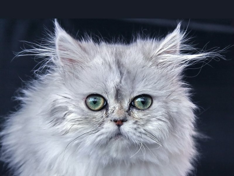 Gato de pelo largo plateado con ojos verdes mirando a cámara