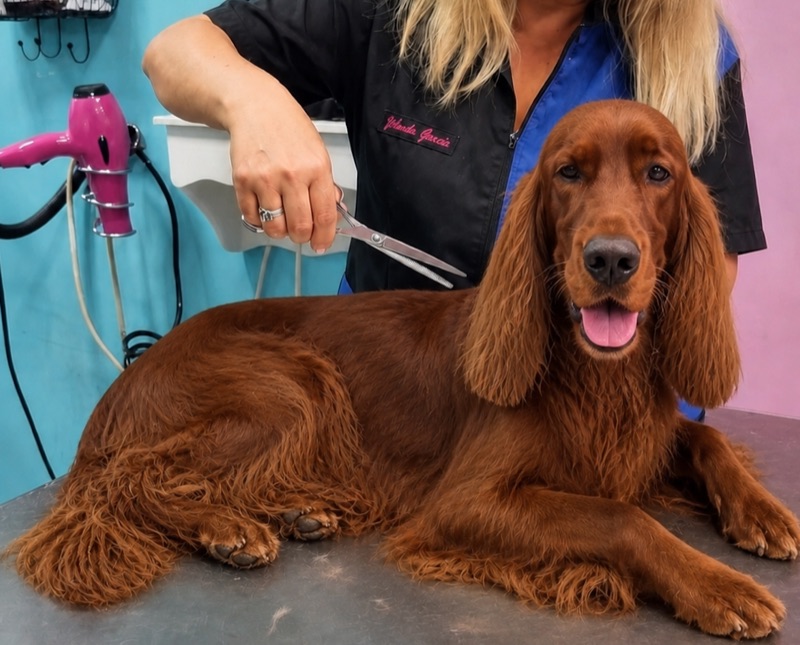 Setter irlandés con su corte de raza en la mesa de trabajo
