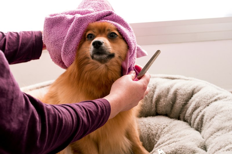Pomerania con toalla en la cabeza tras el baño