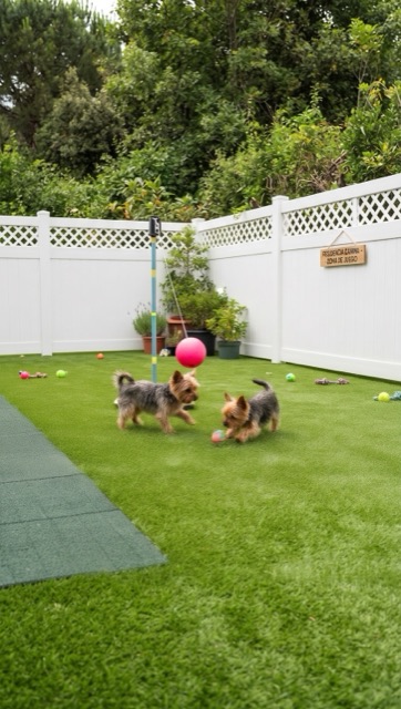 Perros jugando en el jardín de la residencia